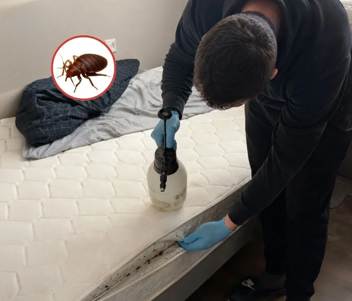 Technicien traitant un matelas contre les punaises de lit à Le Châtelet-en-Brie